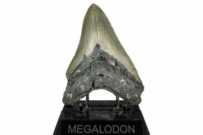 Serrated, Fossil Megalodon Tooth - North Carolina #349325